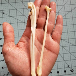 Raccoon Leg Bones / Ulna and fibula image 3