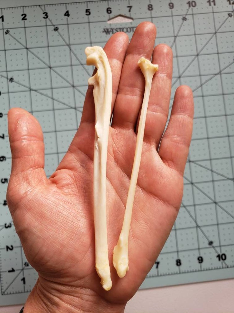Raccoon Leg Bones / Ulna and fibula image 3
