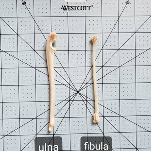 Raccoon Leg Bones / Ulna and fibula image 1