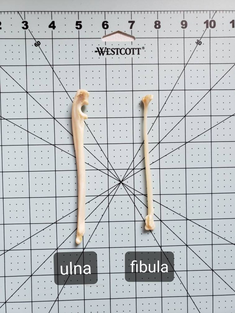 Raccoon Leg Bones / Ulna and fibula image 1