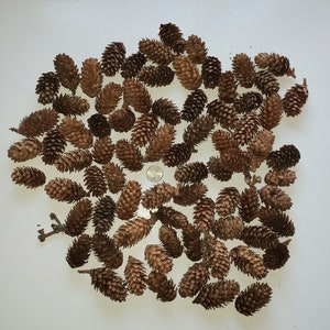 Spruce pine cones, pine cones, natural craft supplies