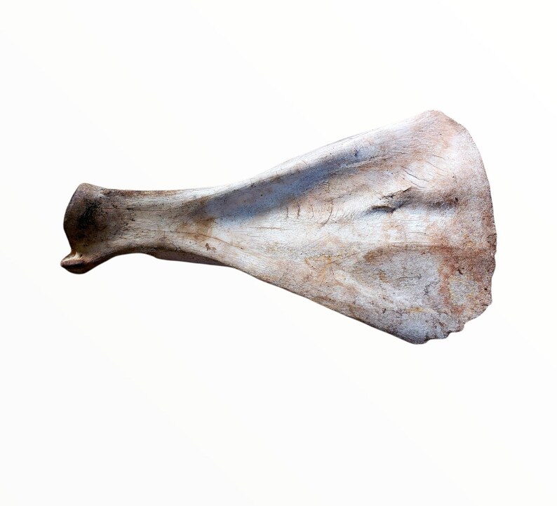 Cow Scapula/large Shoulder Bone/real Bone/domestic Etsy