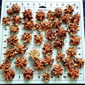 Pinyon pine cones 50 pcs, pine cones, small pine cones, tiny pine cones, craft supplies, natural decor