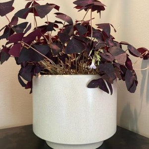 May include: A houseplant with dark purple leaves in a white ceramic pot with a speckled texture.