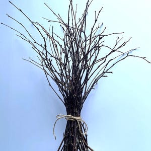 Natural Birch Branches Bundle of 50 Rustic Farmhouse Home Decor, Wedding Centerpiece, forest birch decorative twigs from the Maine Woodlands