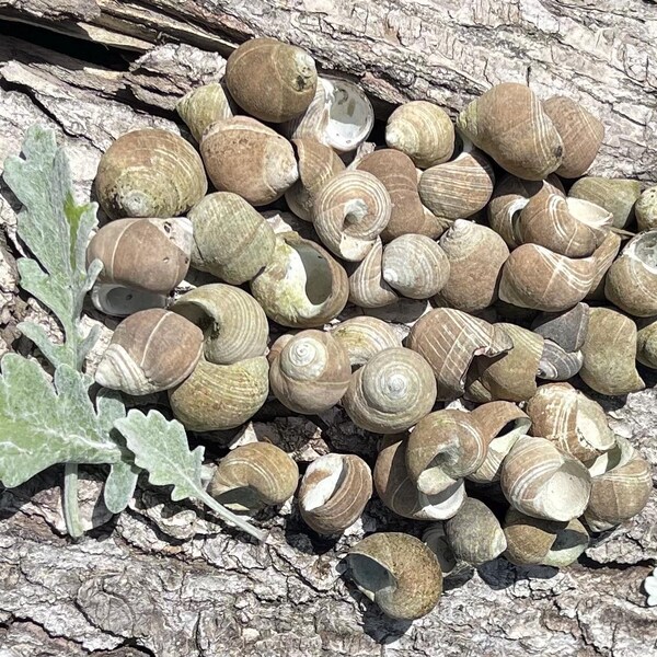 Periwinkle Wedding - Etsy