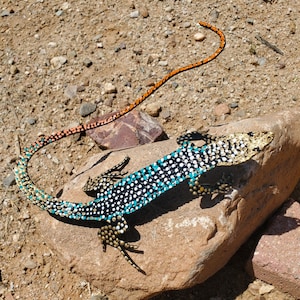 Hand Painted Whiptail Lizard | Metal Yard Art ~ 10" X 8" Iron Southwest Sonoran Desert Metal Art Arizona Yard Decor Spotted Canyon