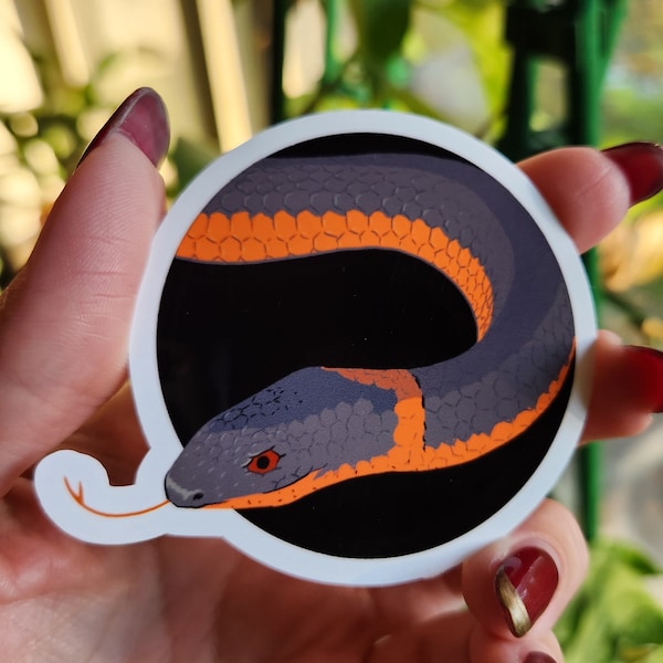 Ring-necked snake / glossy sticker with original illustration / PNW wildlife artwork / small stationery gift