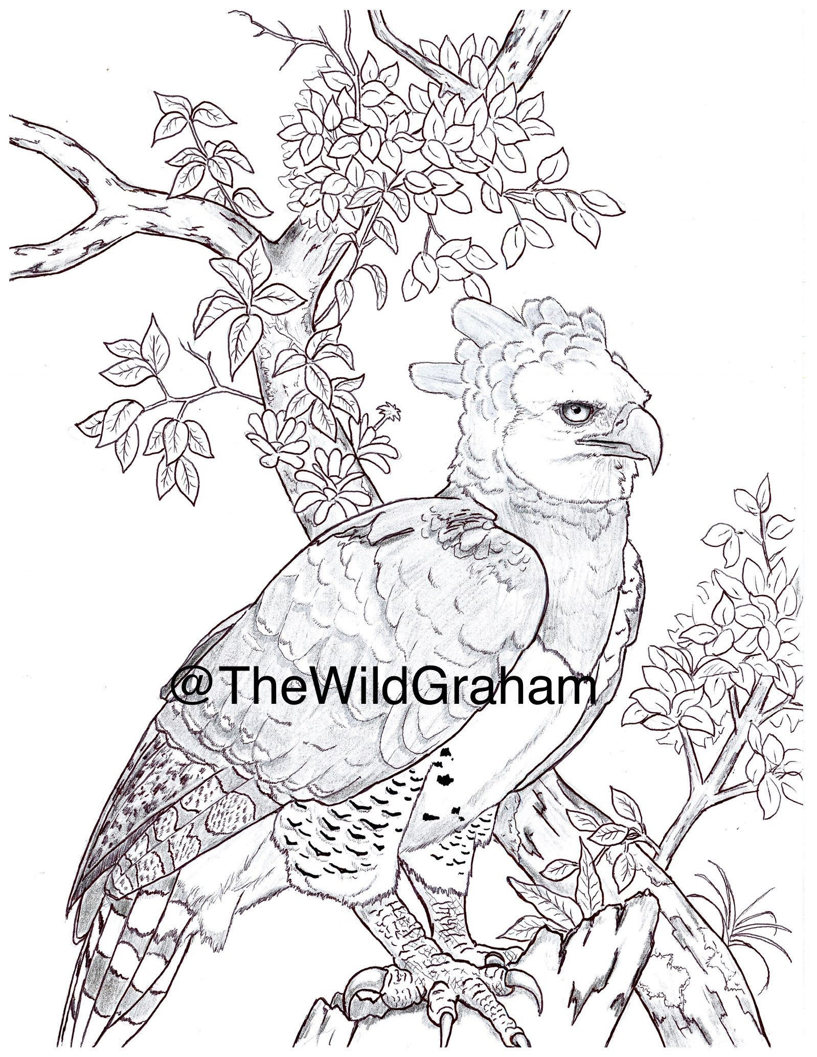 Harpy Eagle Coloring Pages