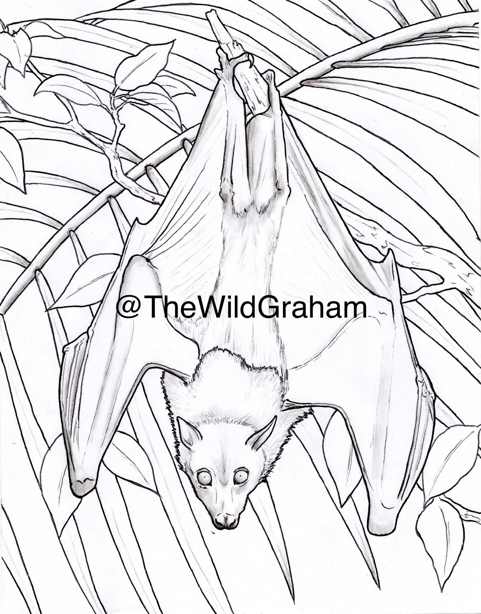 Fruit Bat Coloring Pages