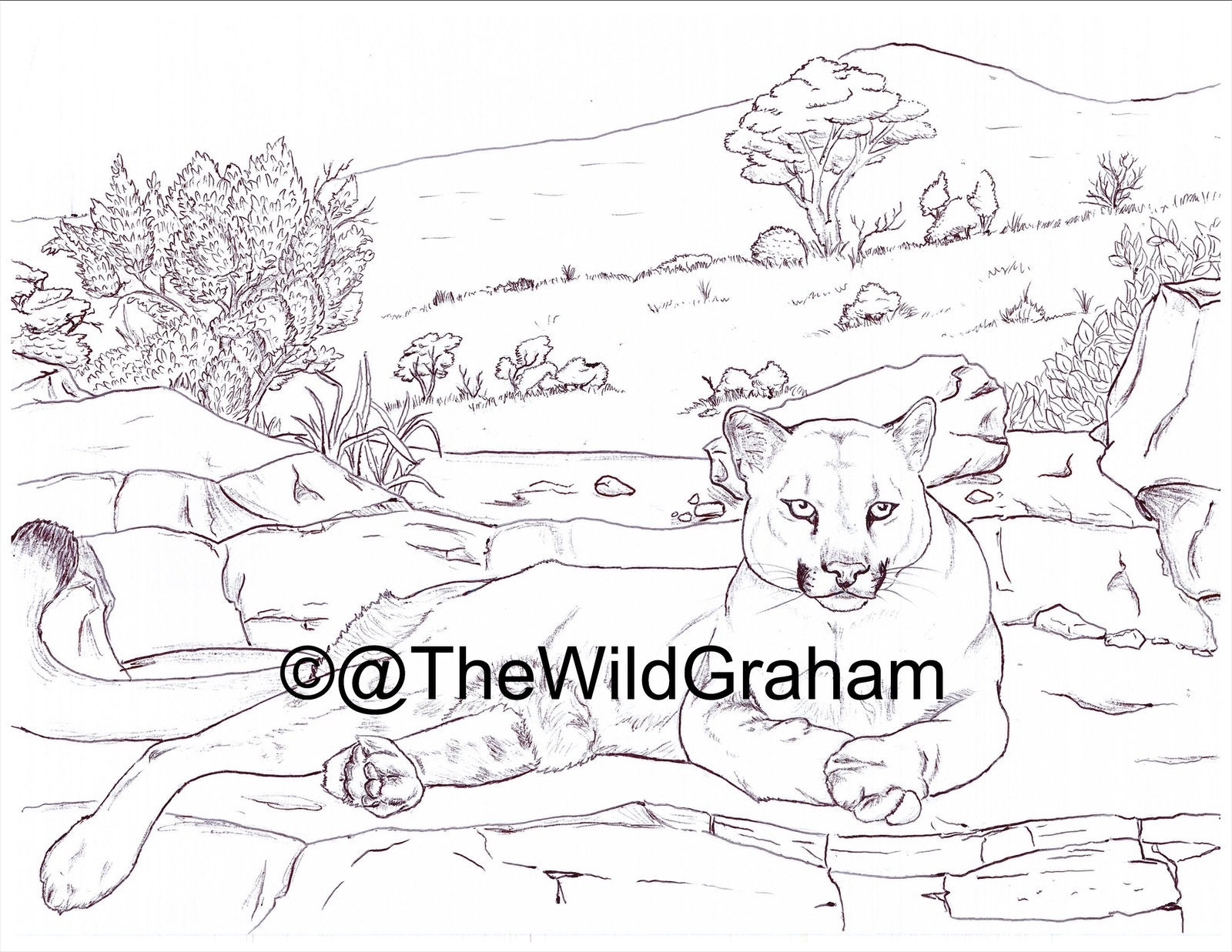 coloring pages for the florida panther