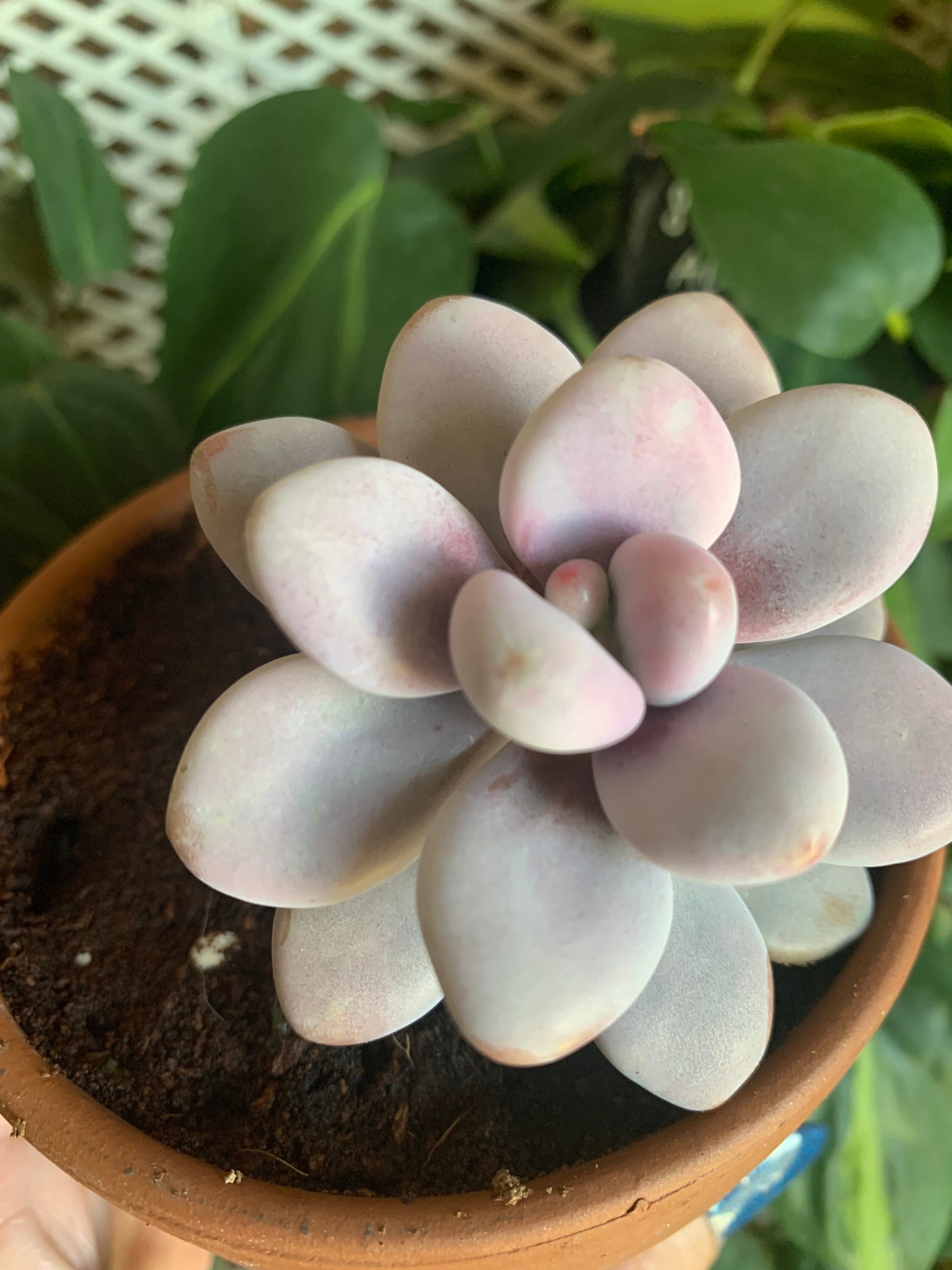 Pink Moonstone Succulent Graptopetalum Amethystinum Etsy