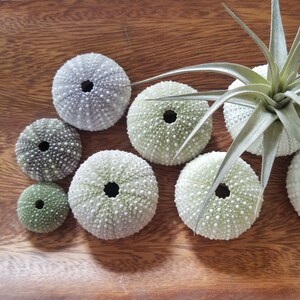 Sea Urchin, 5 Sea Urchins, Sea Urchin Shells (5 pieces) … reminder of beach/seaside charm.  Natural Beach Home Décor