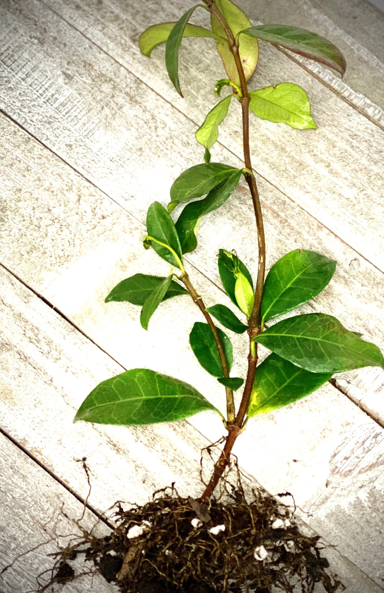 Jasmine Star Vine Rooted Cutting 6 inch Live Plant Etsy