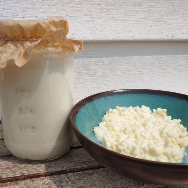 Organic Milk Kefir Grains | Milk Kefir Starter | Probiotic Milk Drink