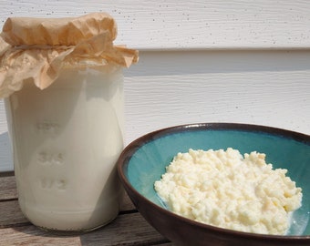 Organic Milk Kefir Grains | Milk Kefir Starter | Probiotic Milk Drink