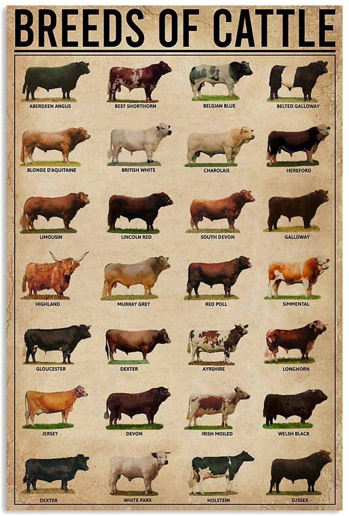 Breeds of beef cattle poster Etsy