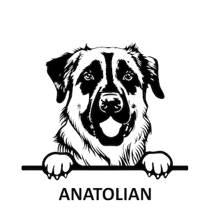 PEEKING ANATOLIAN SHEPHERD Svg, Peeking Anatolian Shepherd Svg Files For Cricut