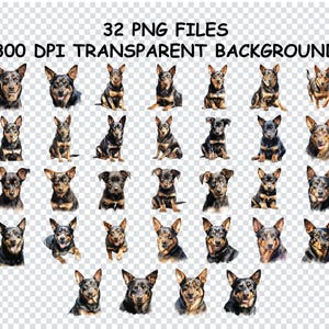 KELPIE AUSTRALIANO PNG, Perro de trabajo, Mascota leal, Compañero activo png