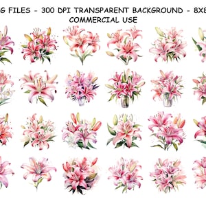 Clipart de LÍRIO TIGRE ROSA em aquarela, Arquivos PNG de Lírio TIGRE ROSA em aquarela, Fundo PNG transparente para uso comercial