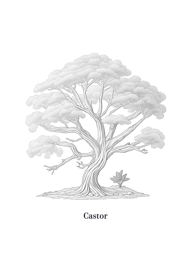 Trees Tracing Guide Learn to Draw Trees Tracing Art Digital Etsy