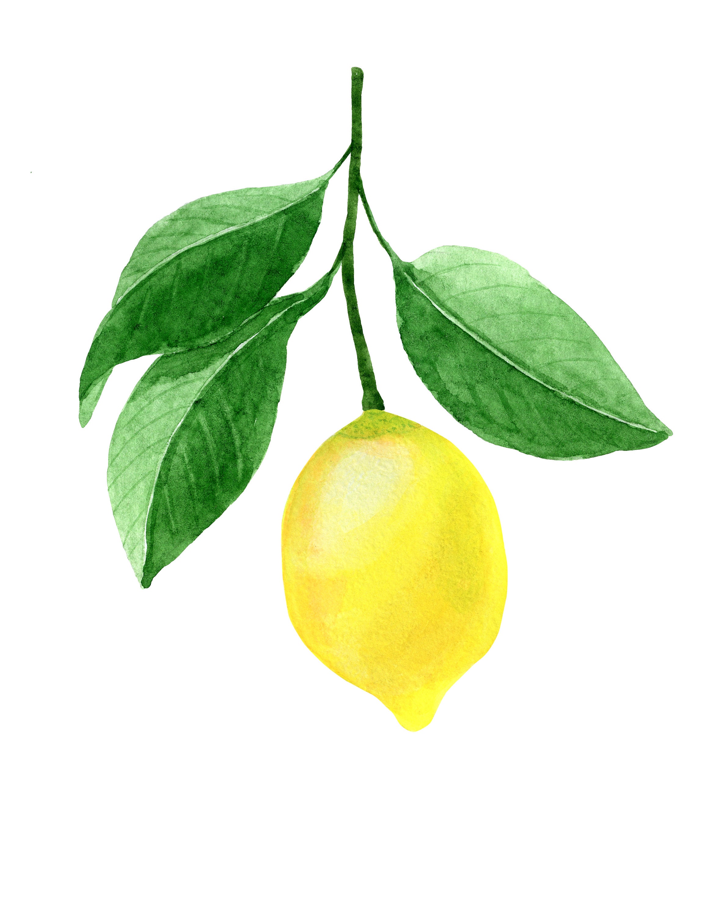 Watercolor Lemon Clipart.Fruit clipart.Citrus clipart.Yellow | Etsy