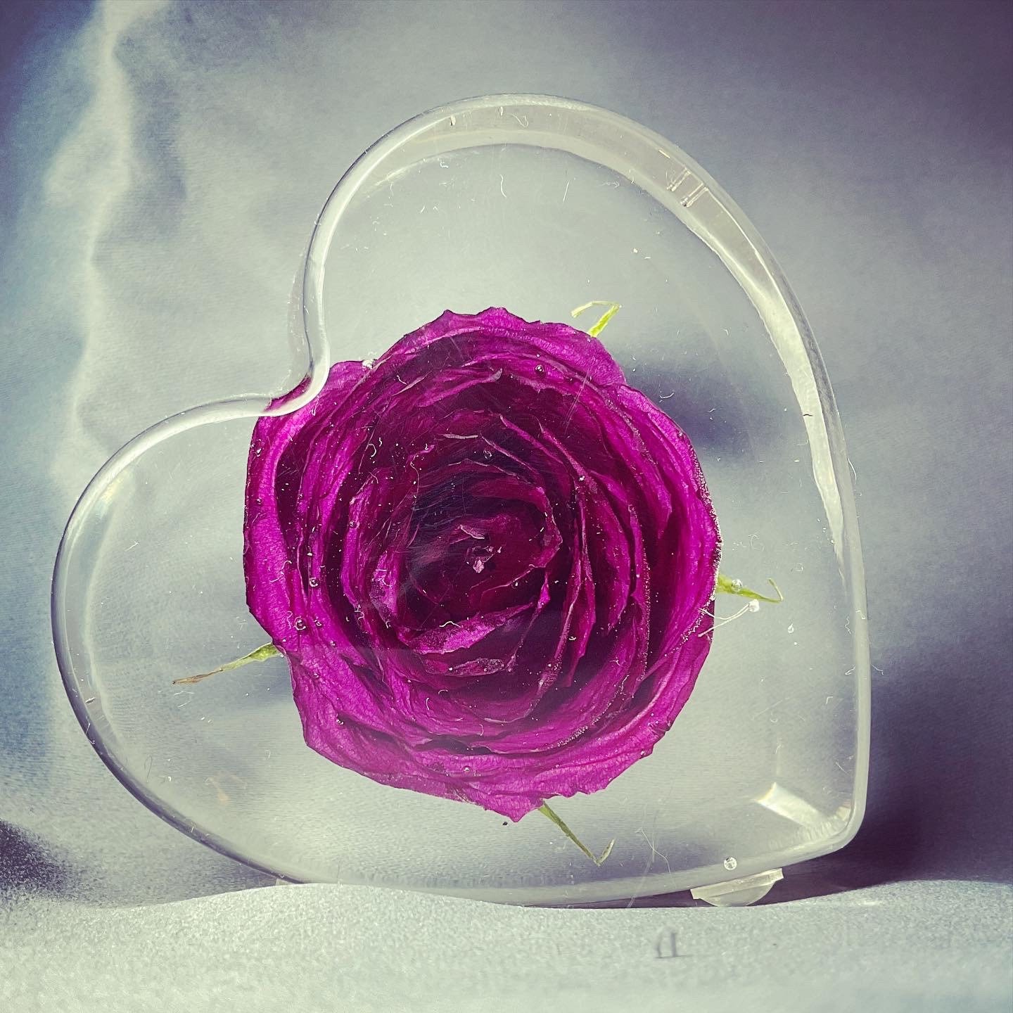 Detalle Aniversario Novia Rosa Eterna Con Oso De Musgo Y Collar - Regalo Para Mujer, Novia, Mamá, San Valentín O Aniversario Flores Preservadas