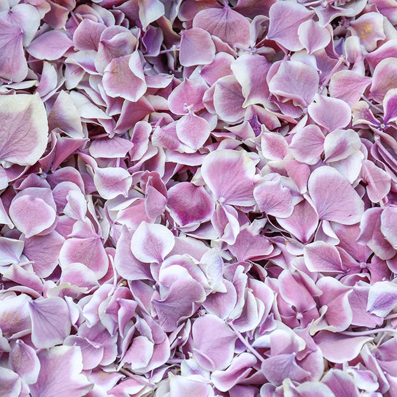 Handpicked Natural hydrangea Confetti Biodegradable Petals , Eco-Friendly Celebration Decor, Wedding, Party, & Event Decorations image 5