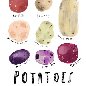 May include: A colourful illustration of 10 different types of potatoes, each with a unique name and colour. The names of the potatoes are: Rooster, Lumper, Green Champion, Irish Chieftain, Irish White, Arran Victory, Skerry Blue, Flour Ball. The text "POTATOES OF IRELAND" is written below the potatoes.