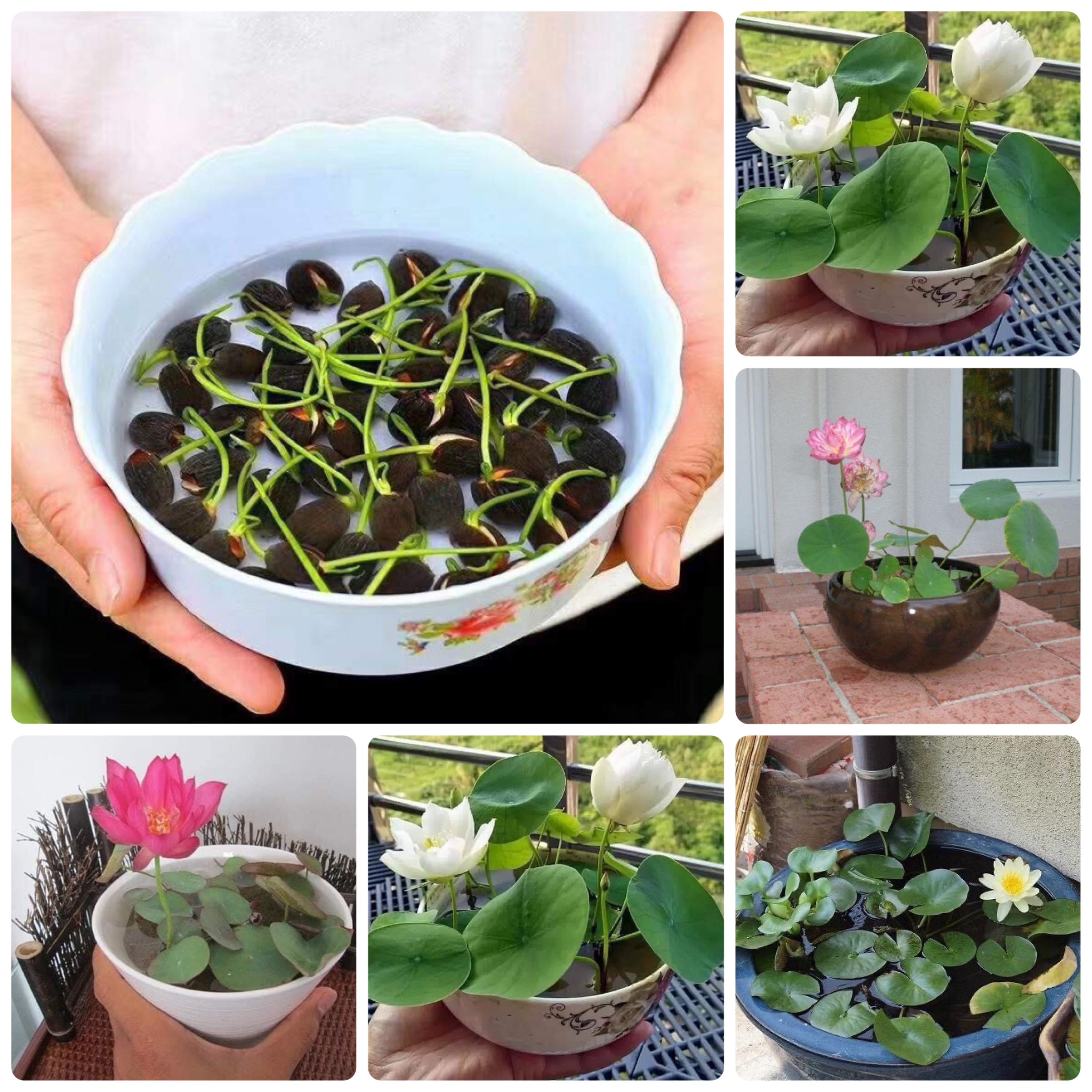 Image of Chinese sweetshrub in a bonsai pot