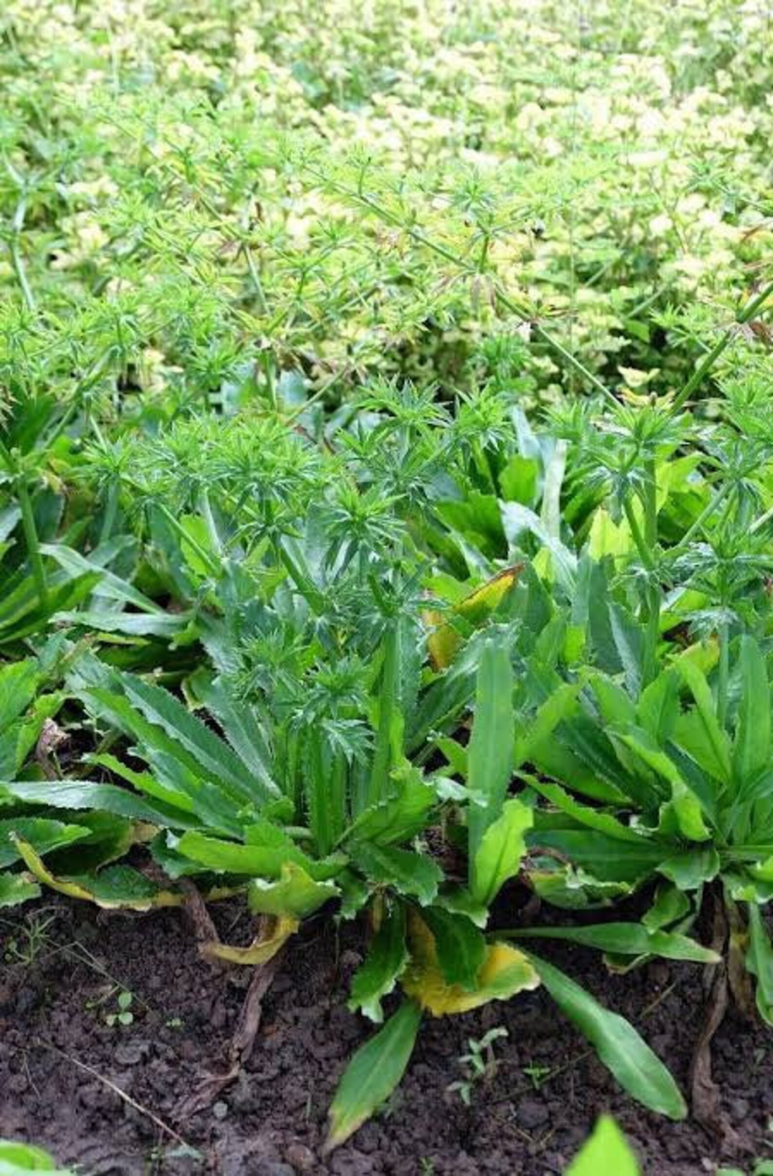 1000 Seeds Culantro Asian Vegetable Seeds Etsy