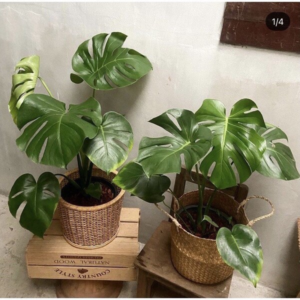 10 seed Monstera Deliciosa Seeds Green Mixed colors Monstera Giant (Changed of variegated 5-10%)