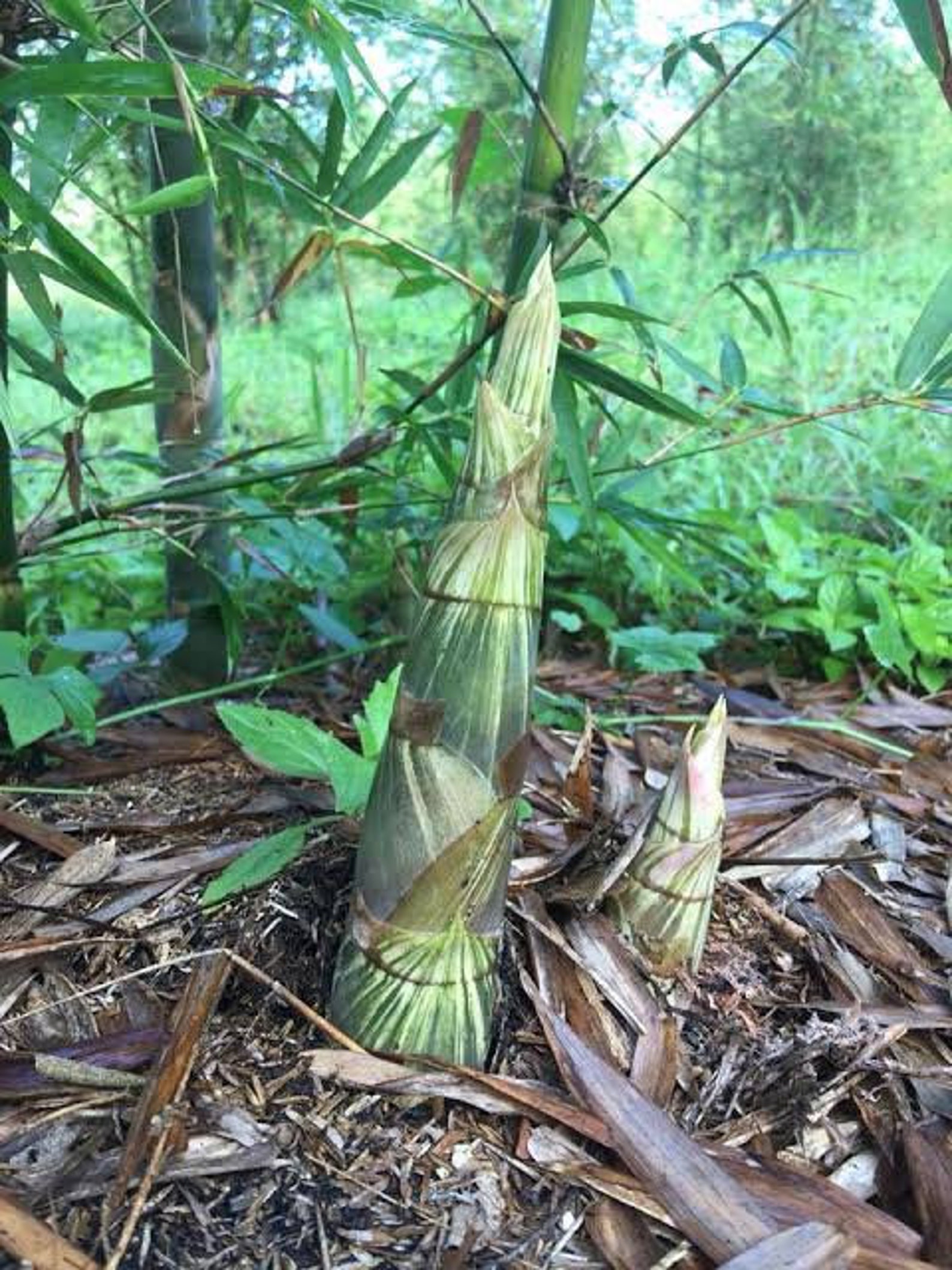 50 Seeds Bamboo Shoots Seeds Asia Vegetable Seed Etsy