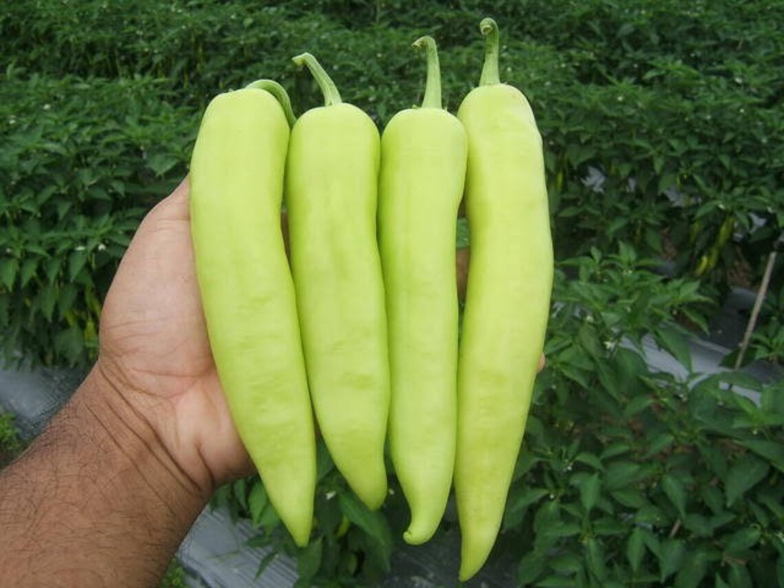 50 Seed Asia Vegetable Big Green Chili spur Pepper Thai Green Etsy