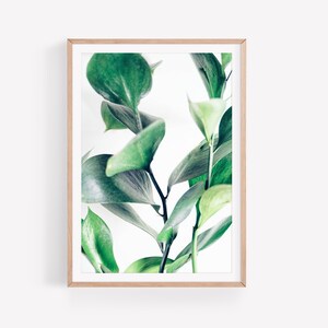 Pflanze Poster | Digitaler Download | Botanical | Poster | Print | Photography Plant