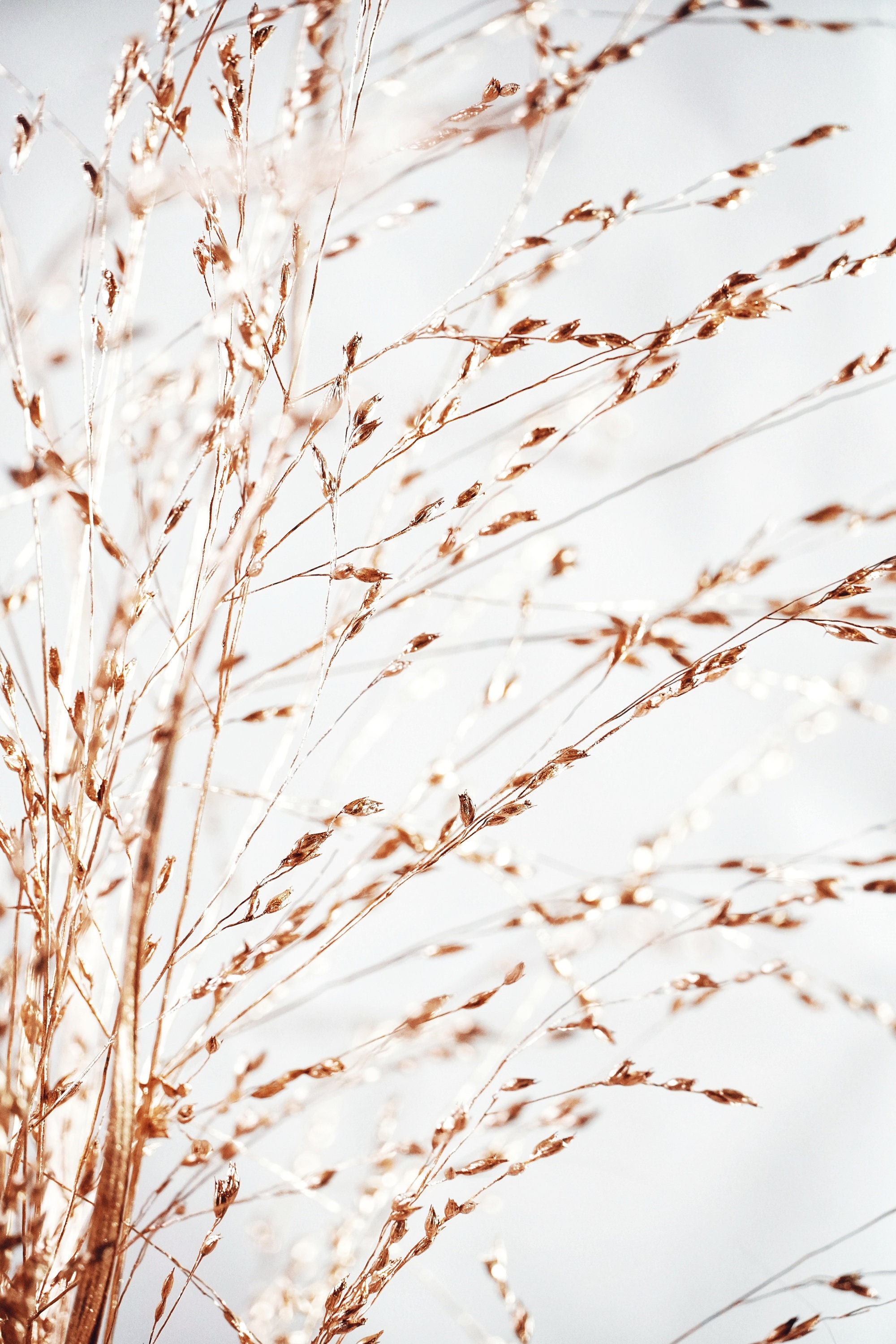 Gräser Poster | Digitaler Download | Botanical | Poster | Print ...