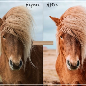 May include: Before and after photo of a brown horse with a long, light brown mane. The horse's mane is windblown and the horse is looking directly at the camera.