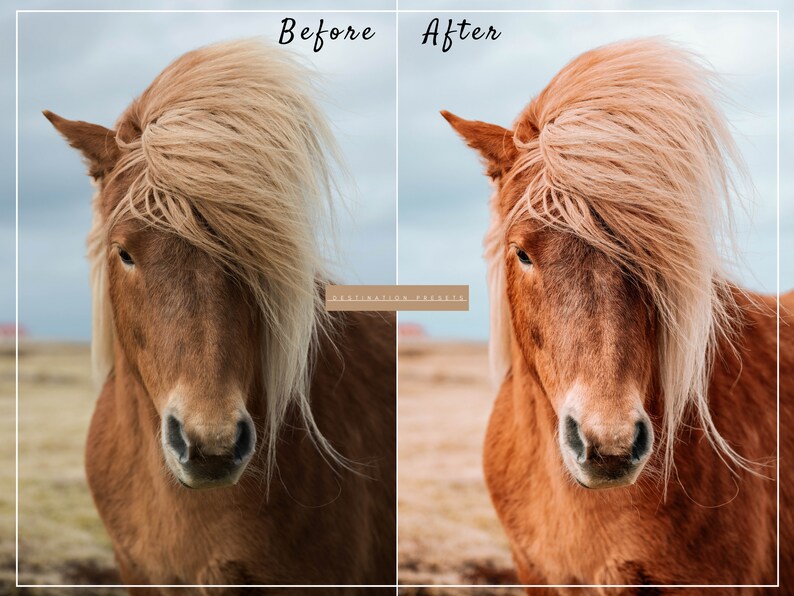 May include: Before and after photo of a brown horse with a long, light brown mane. The horse's mane is windblown and the horse is looking directly at the camera.