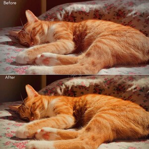 May include: A sleeping orange tabby cat with white paws and chest rests on a floral patterned bedspread. The cat is curled up, bathed in sunlight, with its eyes closed. The image has a warm, inviting tone.