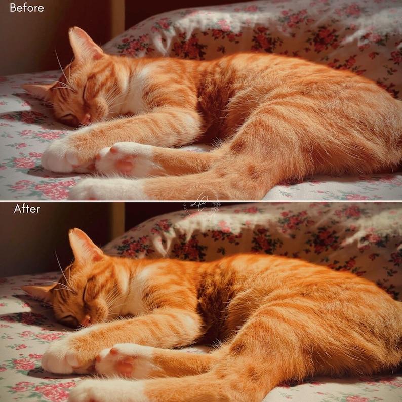 May include: A sleeping orange tabby cat with white paws and chest rests on a floral patterned bedspread. The cat is curled up, bathed in sunlight, with its eyes closed. The image has a warm, inviting tone.