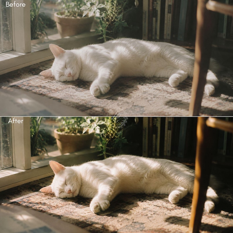 May include: A white cat sleeping on a patterned rug in a sunlit room. The image shows a before and after comparison of the lighting, with the cat lying on its side, eyes closed, and paws tucked in, illuminated by natural light from a nearby window.