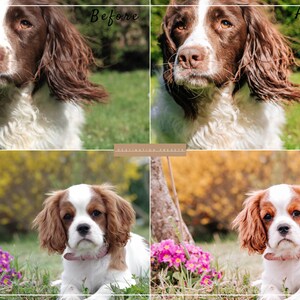 May include: Before and after photo editing comparison of two dogs. The first image shows a brown and white Springer Spaniel with brown eyes and a white chest. The second image shows the same dog with enhanced colors and brightness. The third and fourth images show a brown and white Cavalier King Charles Spaniel with brown eyes and a pink collar. The fourth image shows the same dog with enhanced colors and brightness.
