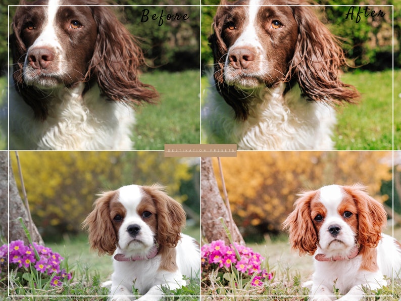 May include: Before and after photo editing comparison of two dogs. The first image shows a brown and white Springer Spaniel with brown eyes and a white chest. The second image shows the same dog with enhanced colors and brightness. The third and fourth images show a brown and white Cavalier King Charles Spaniel with brown eyes and a pink collar. The fourth image shows the same dog with enhanced colors and brightness.