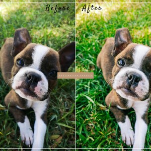 May include: A Boston Terrier puppy with brown and white fur sits on green grass, looking up at the camera with a playful expression.