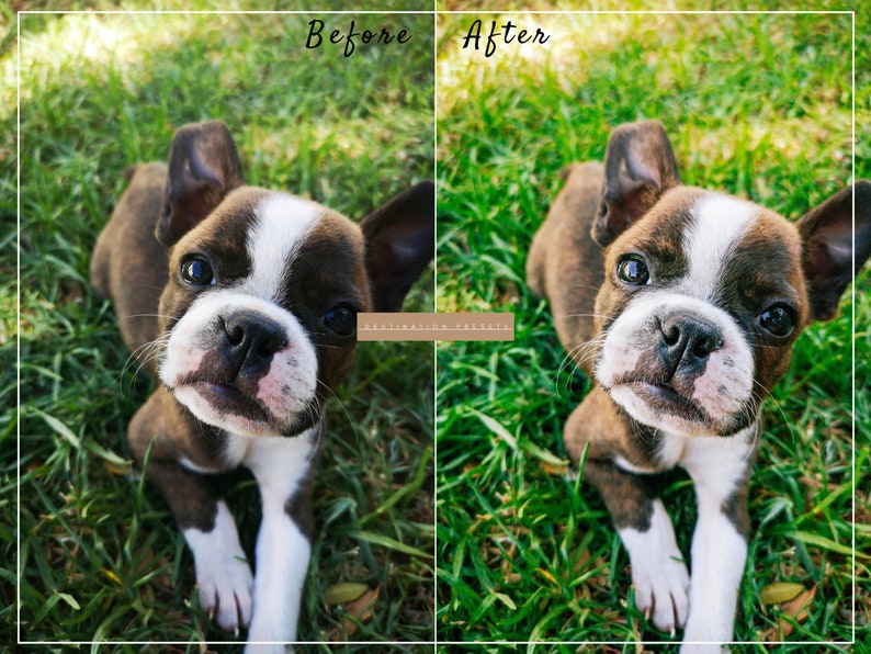 May include: A Boston Terrier puppy with brown and white fur sits on green grass, looking up at the camera with a playful expression.