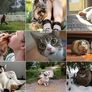 May include: A collage of nine images featuring various animals. The top row shows a brown horse running in a field, a Yorkshire Terrier sitting on a person's lap, and a white dog sleeping on a brown surface. The middle row shows a Yorkshire Terrier being kissed by a person, a tabby cat looking at the camera, and two guinea pigs eating carrots. The bottom row shows a calico cat lying on a white blanket, a corgi wearing a party hat standing on a path, and a brown tabby cat sitting in the snow.