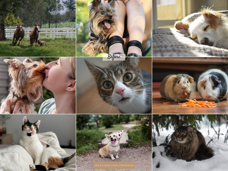 May include: A collage of nine images featuring various animals. The top row shows a brown horse running in a field, a Yorkshire Terrier sitting on a person's lap, and a white dog sleeping on a brown surface. The middle row shows a Yorkshire Terrier being kissed by a person, a tabby cat looking at the camera, and two guinea pigs eating carrots. The bottom row shows a calico cat lying on a white blanket, a corgi wearing a party hat standing on a path, and a brown tabby cat sitting in the snow.