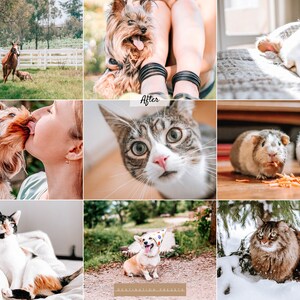 May include: A collage of images featuring various pets, including a Yorkshire Terrier, a cat, a guinea pig, a dog, and a horse. The images are arranged in a grid pattern and show the pets in a variety of settings, including indoors and outdoors.