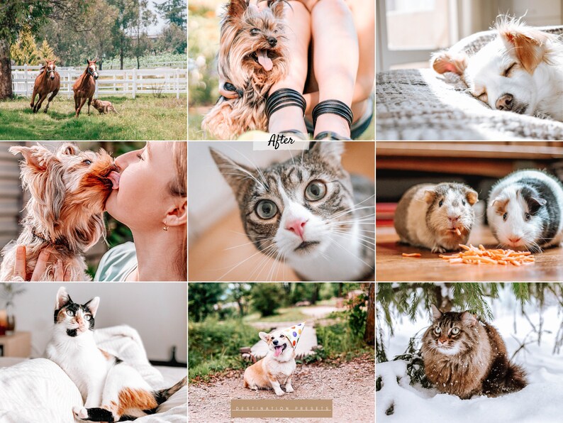 May include: A collage of images featuring various pets, including a Yorkshire Terrier, a cat, a guinea pig, a dog, and a horse. The images are arranged in a grid pattern and show the pets in a variety of settings, including indoors and outdoors.