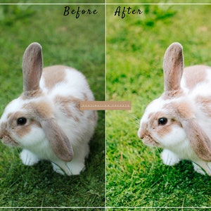 May include: A close-up of a white and brown rabbit with floppy ears sitting in green grass. The rabbit is looking to the right of the image. The image is split into two sections, labeled "Before" and "After".